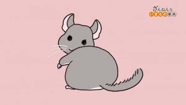 Энциклопедия жалких созданий 3 Энциклопедия жалких созданий 3